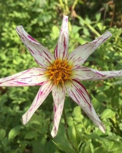 DÁLIA (GEORGÍNA) DESTINY'S TEACHER 10 ks